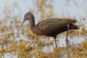A Guide to Kachemak Bay Shorebird Festival 2025 Short-billed Dowitcher