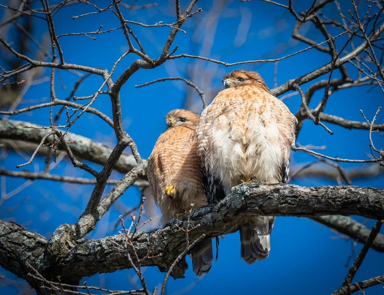 birds