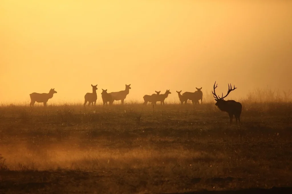 Off-Grid Homesteading Challenges in Alaska in 2025 wildlife