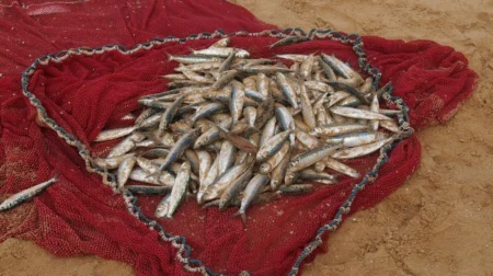 The Alaska Fishing & Seafood Industry