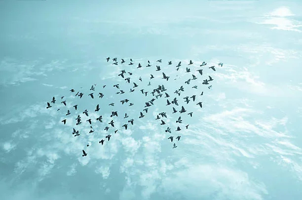 A Guide to Kachemak Bay Shorebird Festival 2025 habitat conservation