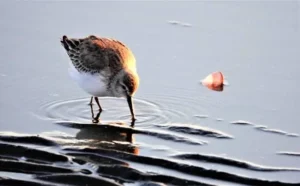 A Guide to Kachemak Bay Shorebird Festival 2025 least sandpiper