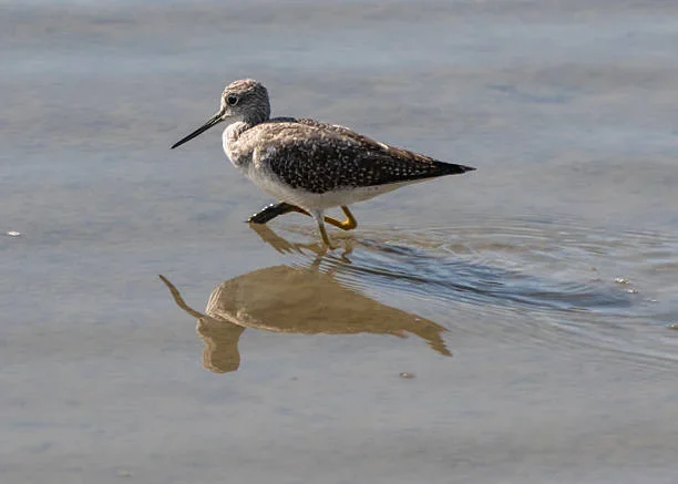 A Guide to Kachemak Bay Shorebird Festival 2025 shore bird