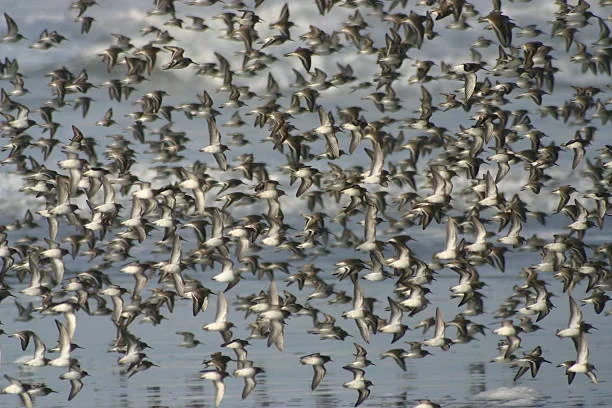 A Guide to Kachemak Bay Shorebird Festival 2025 shorebird