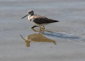 A Guide to Kachemak Bay Shorebird Festival 2025 western sandpiper