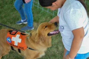 A rescue dog.