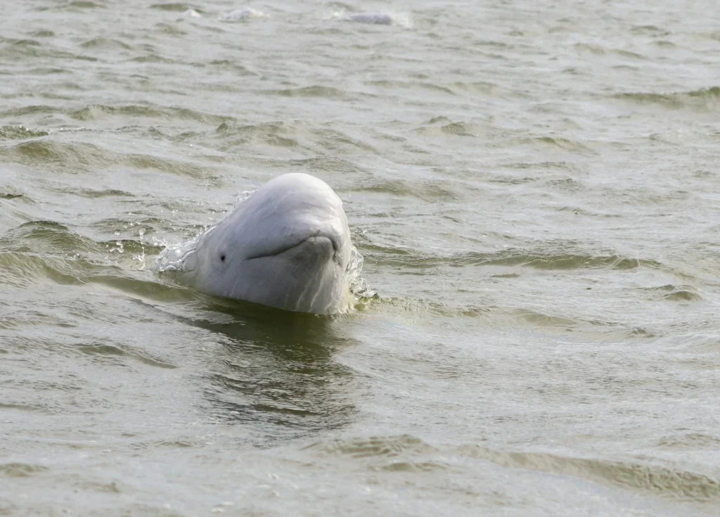 Best Time to See Beluga Whales at Beluga Point Beluga Whales at Beluga Point