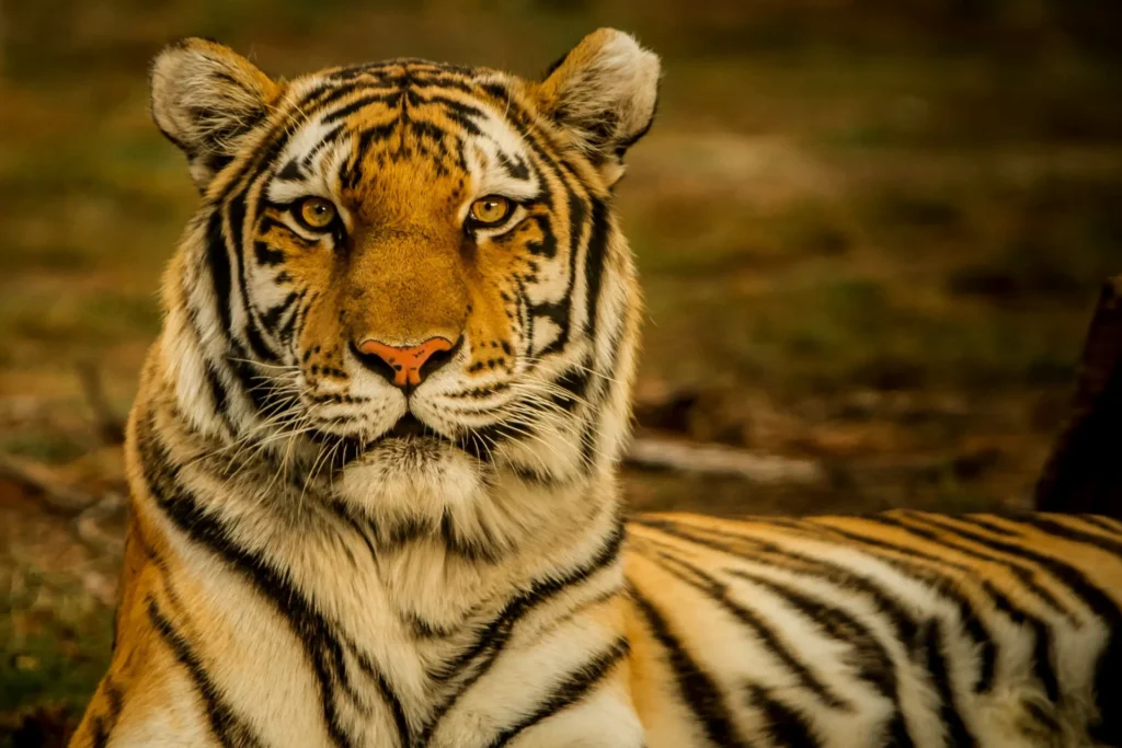 A Bengal Tiger.