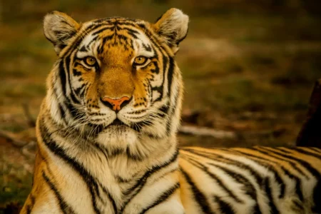 Mob Brutally Kills Royal Bengal Tiger in Assam After Livestock Attacks A Bengal Tiger.