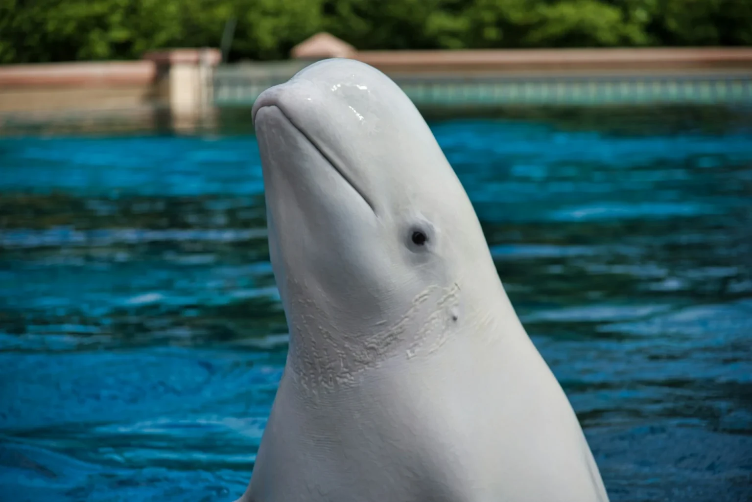 Best Time to See Beluga Whales