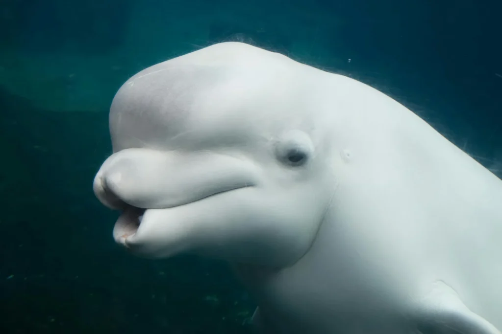 Best Time to See Beluga Whales at Beluga Point Best Time to See Beluga Whales at Beluga Point