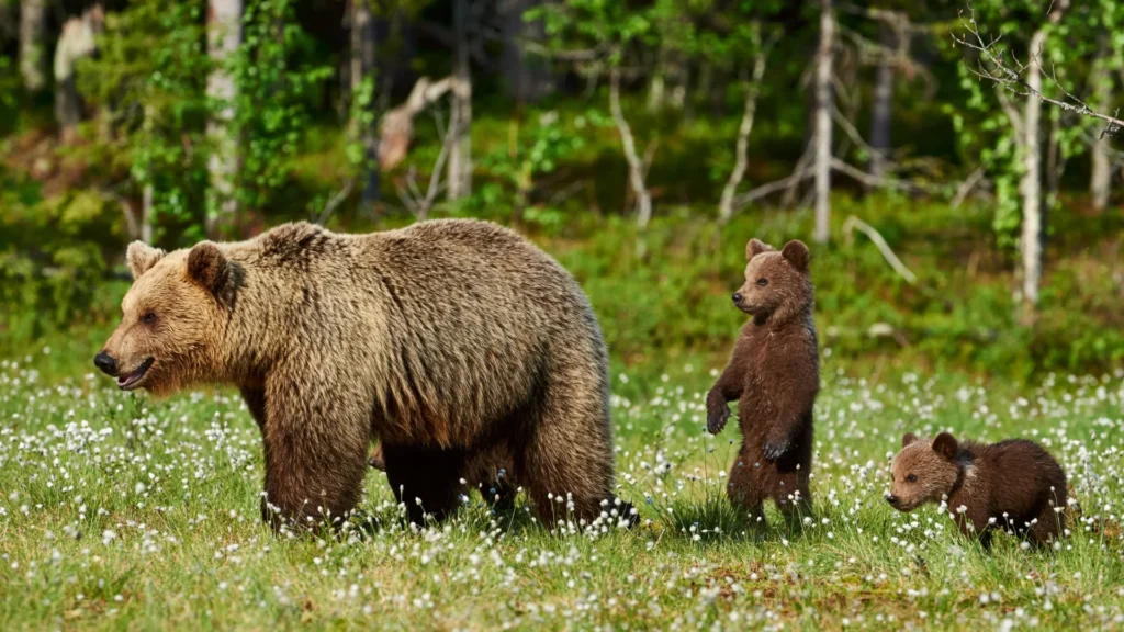 A family of brown bears.