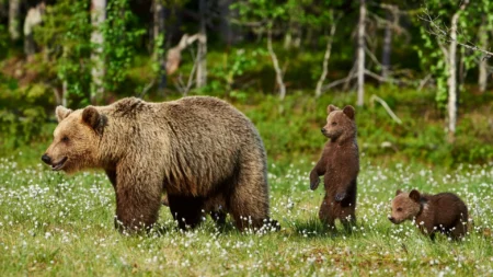 A family of brown bears.