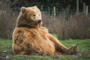 A brown Bear