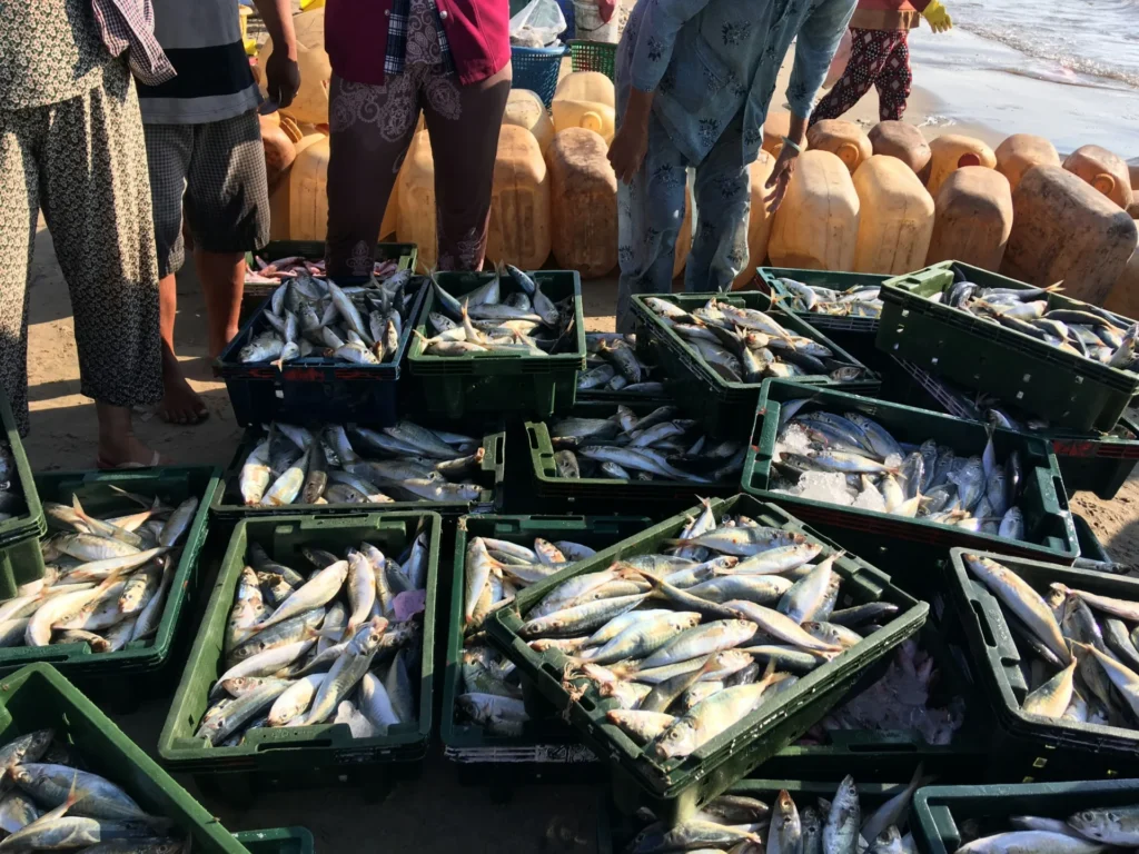 Fish in crates.