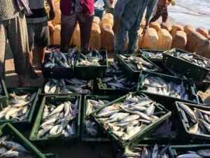Fish in crates.