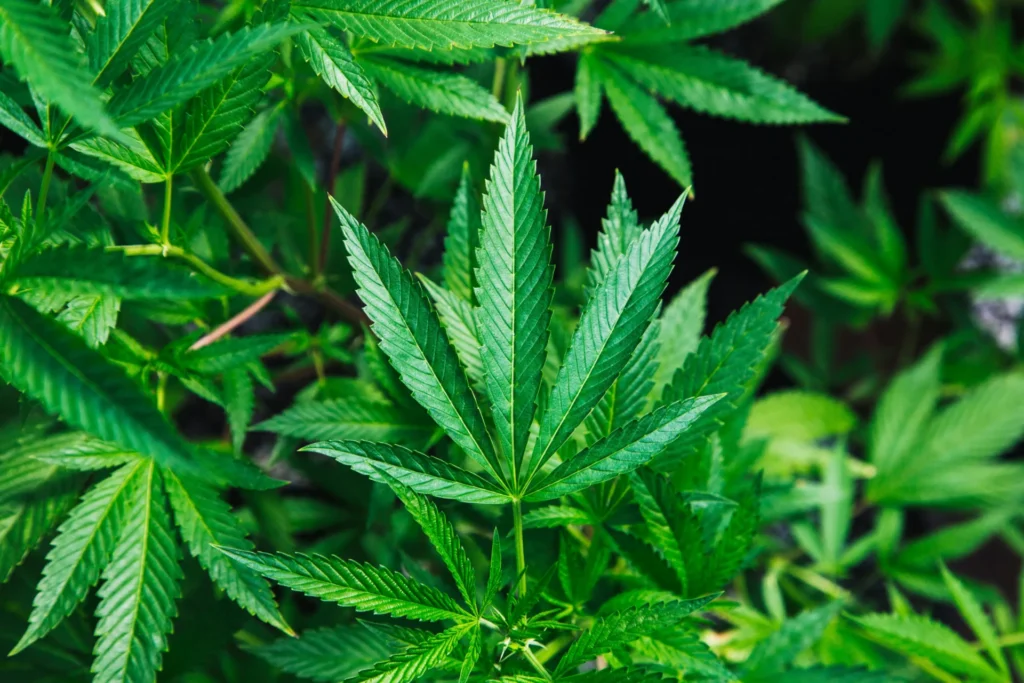 Hemp plant.
