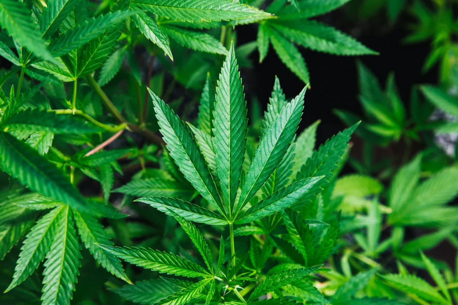Hemp plant.