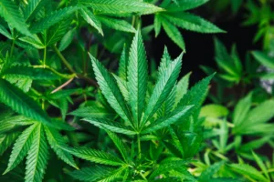 Hemp plant.