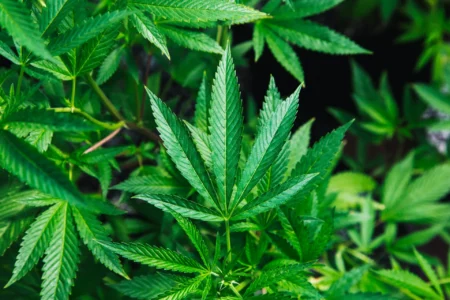 Hemp plant.