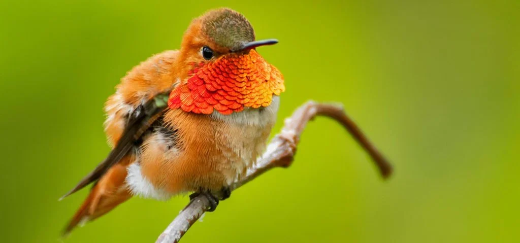 Summer Hummingbird Day 2025 in Alaska: Celebrate the Tiny Travelers Summer Hummingbird Day 2025 Alaska