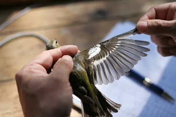 Summer Hummingbird Day 2025 in Alaska: Celebrate the Tiny Travelers live banding