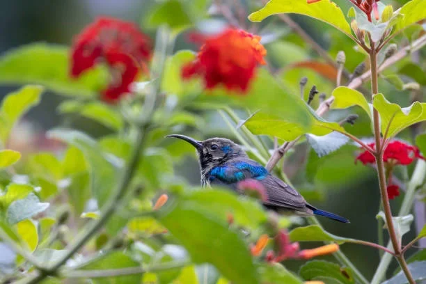 Summer Hummingbird Day 2025 in Alaska: Celebrate the Tiny Travelers protect humming bird