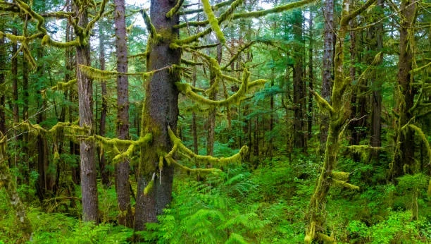 Top 7 Things to Do in Ketchikan Alaska: A Travelers Guide rainforests