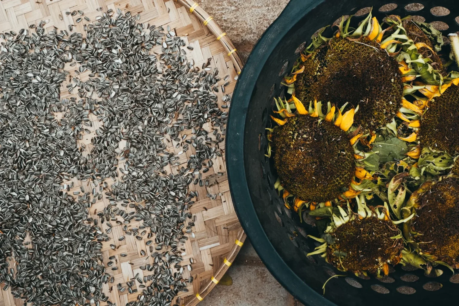 sunflower with seeds