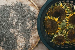 sunflower with seeds