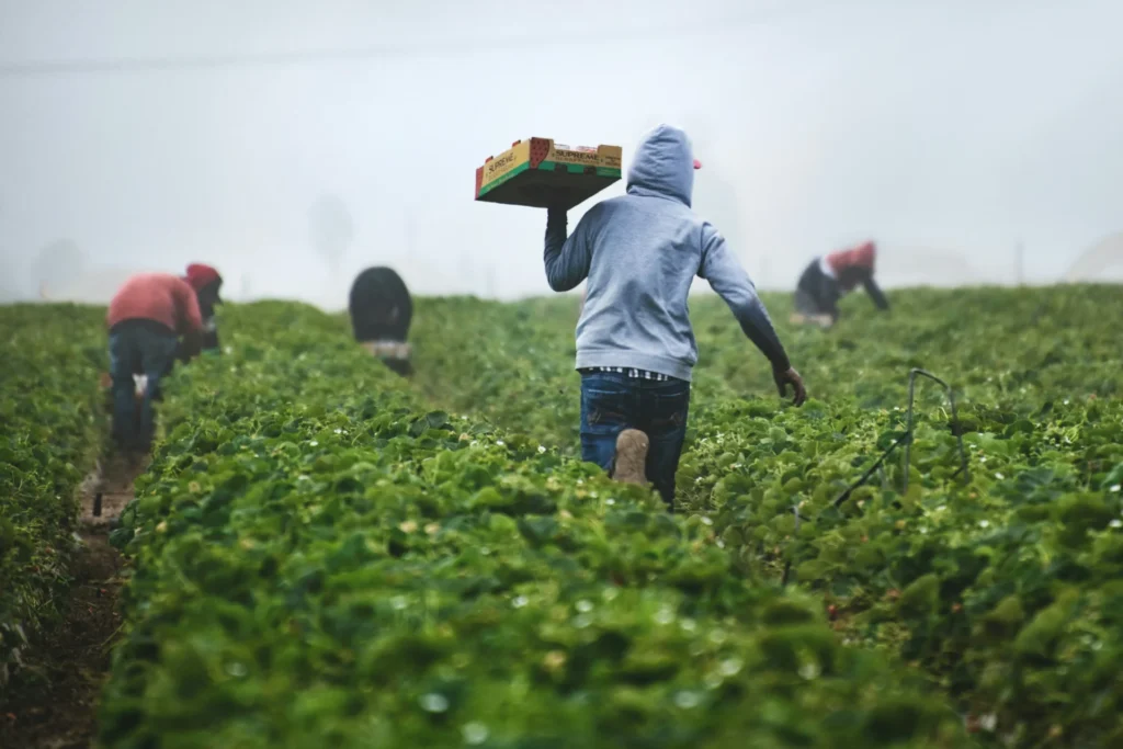 Farmers farming.