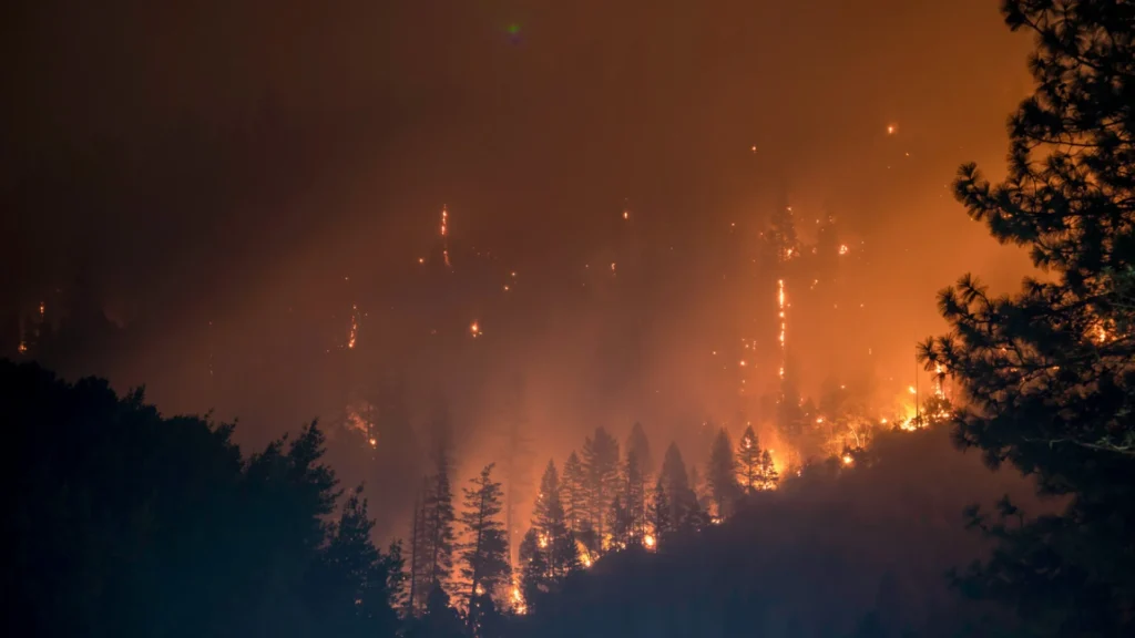 Fire in a Forest