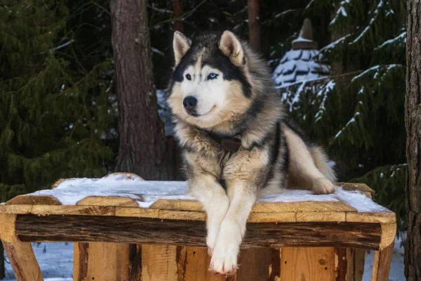 How Long Do Alaskan Malamutes Live? Life Expectancy, Lifespan & Health Insights MALAMUTE ON A TABLE