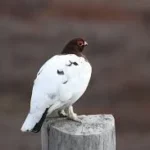 What Is the State Bird of Alaska? Meet the Willow Ptarmigan with 2025 Wildlife Stats Willow Ptarmigan.