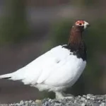 What Is the State Bird of Alaska? Meet the Willow Ptarmigan with 2025 Wildlife Stats Willow Ptarmigan,