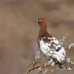 What Is the State Bird of Alaska? Meet the Willow Ptarmigan with 2025 Wildlife Stats Willow Ptarmigan