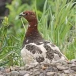 What Is the State Bird of Alaska? Meet the Willow Ptarmigan with 2025 Wildlife Stats Willow Ptarmigan;