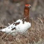 What Is the State Bird of Alaska? Meet the Willow Ptarmigan with 2025 Wildlife Stats Willow Ptarmigan bird