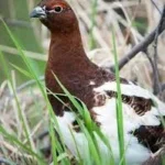 What Is the State Bird of Alaska? Meet the Willow Ptarmigan with 2025 Wildlife Stats Willow Ptarmigan bird.