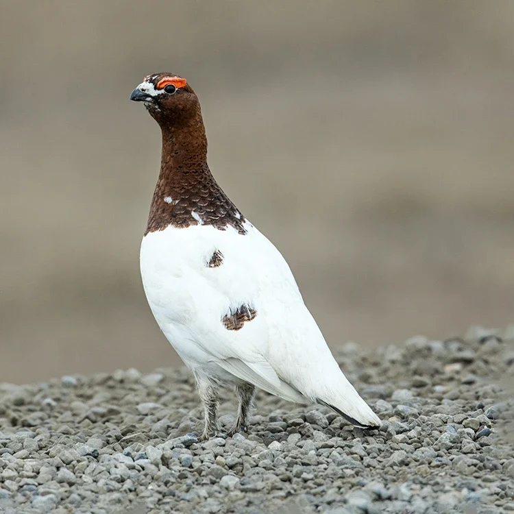 What Is the State Bird of Alaska? Meet the Willow Ptarmigan with 2025 Wildlife Stats Willow Ptarmigan bird of alaska