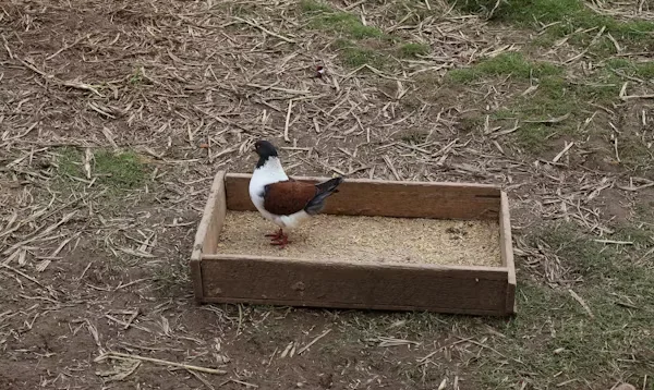 9 Tips to Source Chicken Nesting Boxes for Farm Stores a pigeon standing in wooden box 1