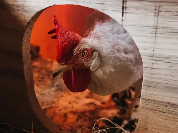 9 Tips to Source Chicken Nesting Boxes for Farm Stores a white chicken in a box 1 edited