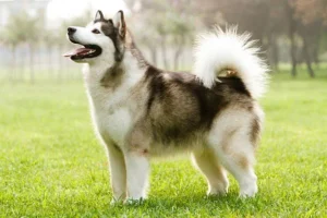 alaskan malamute