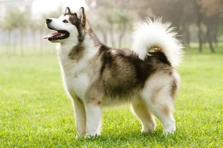 How Long Do Alaskan Malamutes Live? Life Expectancy, Lifespan & Health Insights alaskan malamute