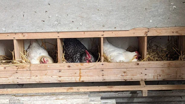 9 Tips to Source Chicken Nesting Boxes for Farm Stores chickens resting in box 1