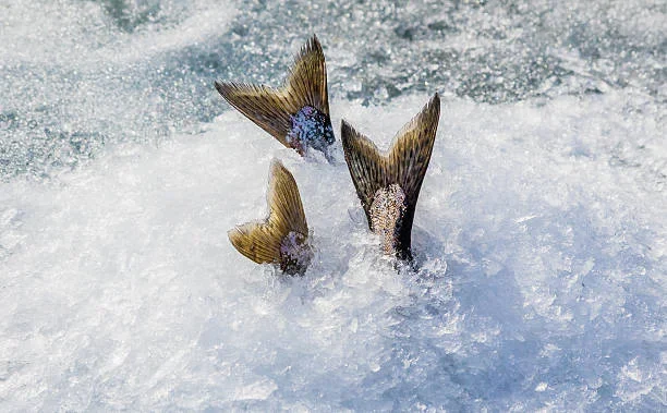 Ice Fishing in Fairbanks: A Thrilling Winter Adventure fish tail