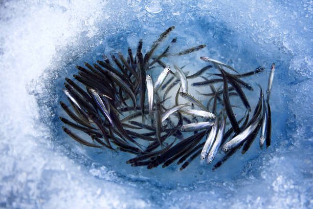 Ice Fishing in Fairbanks: A Thrilling Winter Adventure fishes 1