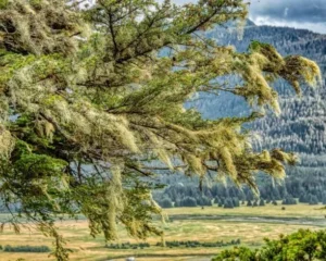 Guide to Glacier Gardens Rainforest Adventure: Tickets, Photos & Reviews glacier garden juneau