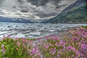 Guide to Glacier Gardens Rainforest Adventure: Tickets, Photos & Reviews glacier garden with wildflowers