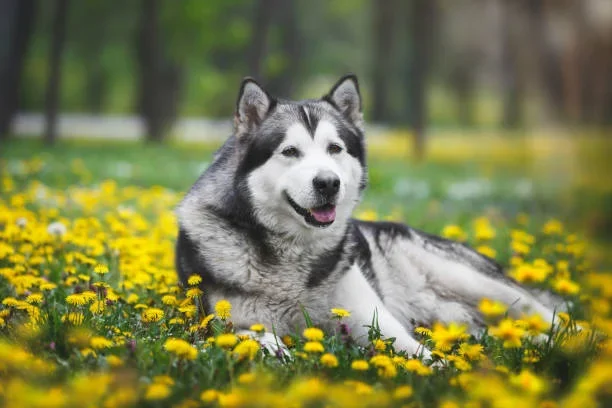 How Long Do Alaskan Malamutes Live? Life Expectancy, Lifespan & Health Insights happy malamute